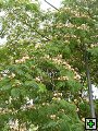 thn_NZ leden-unor 2006 045.jpg